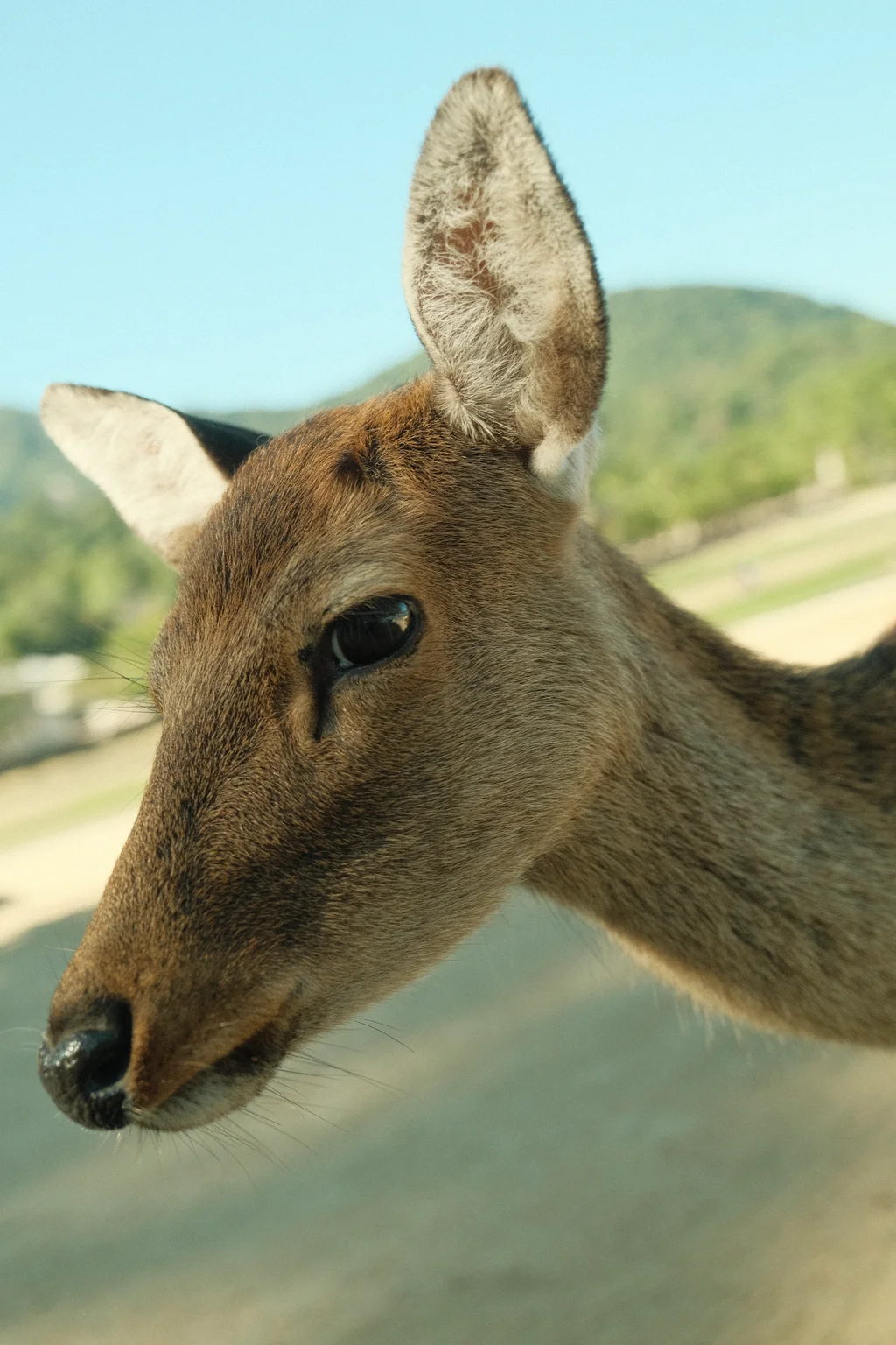 Itsukushima Deer