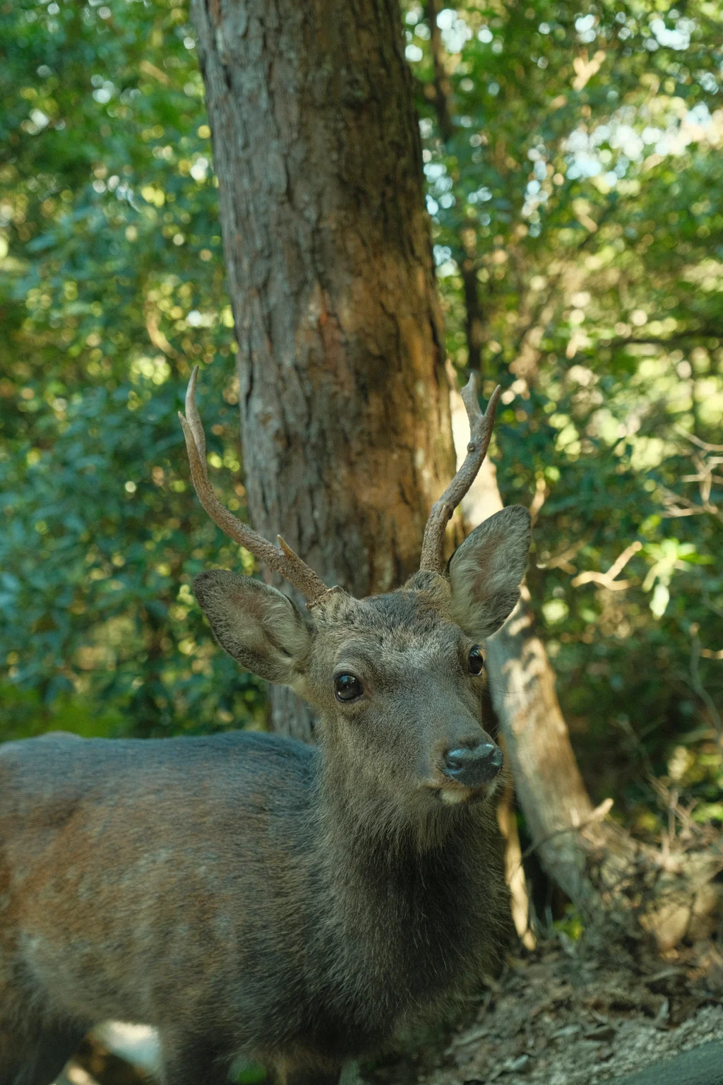 Curious Deer
