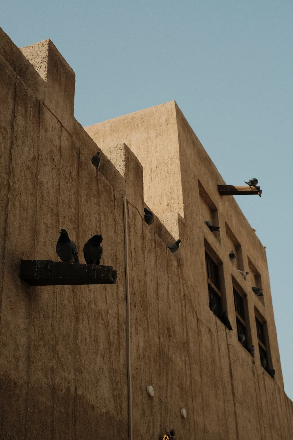 Pigeon Perch
