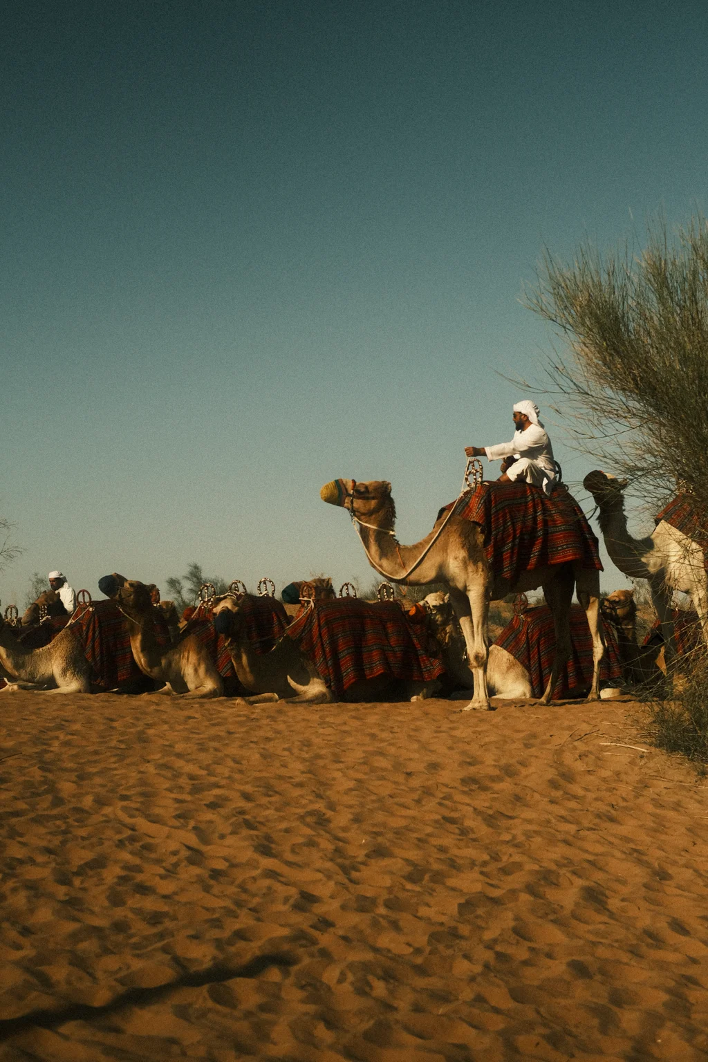Camel Caravan