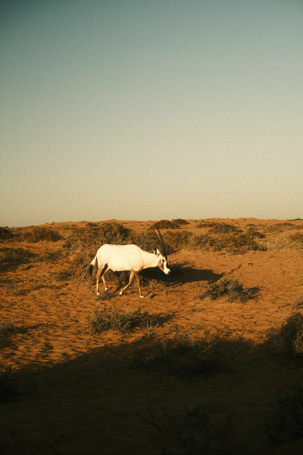 Arabian Oryx