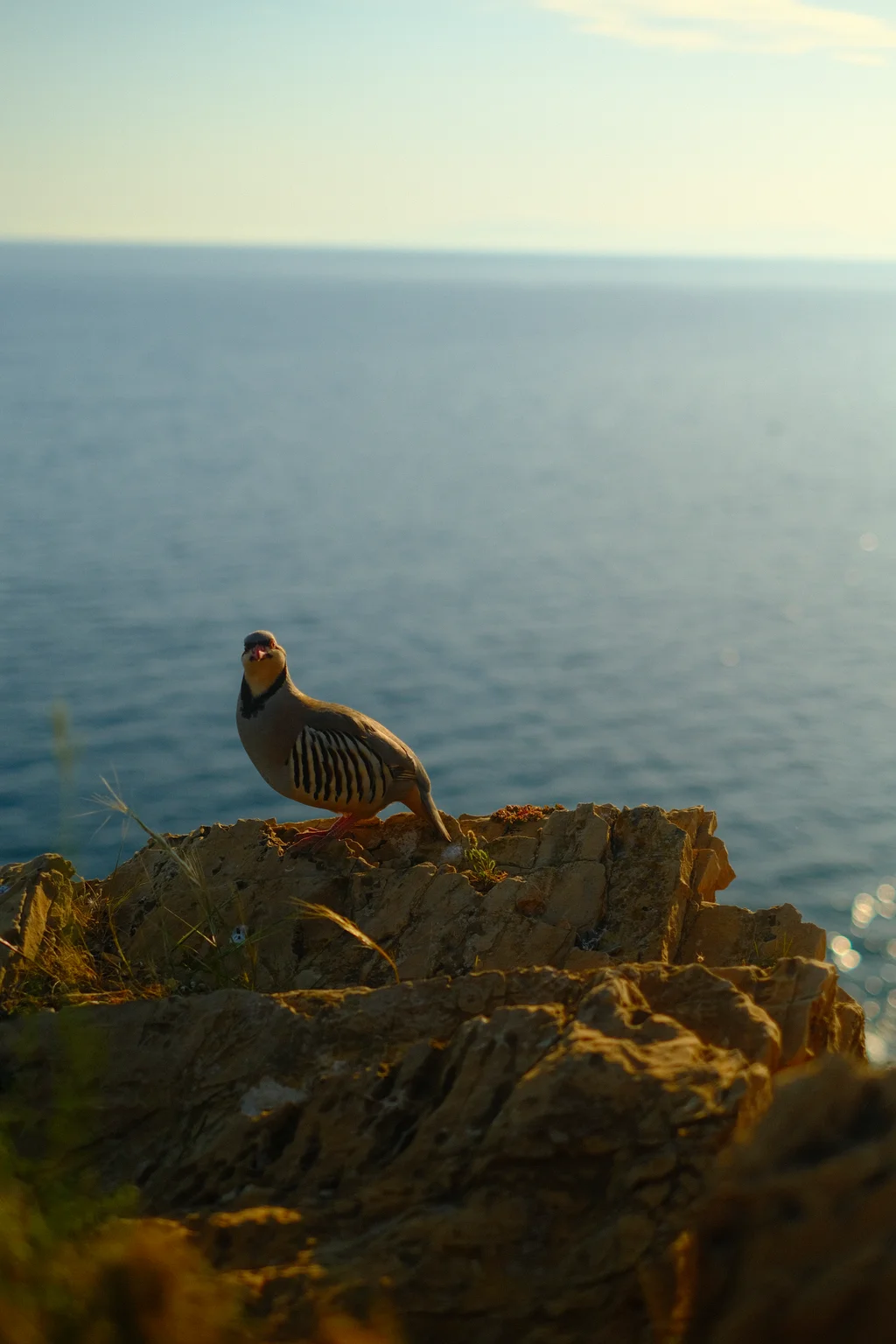 Cliffside Partridge