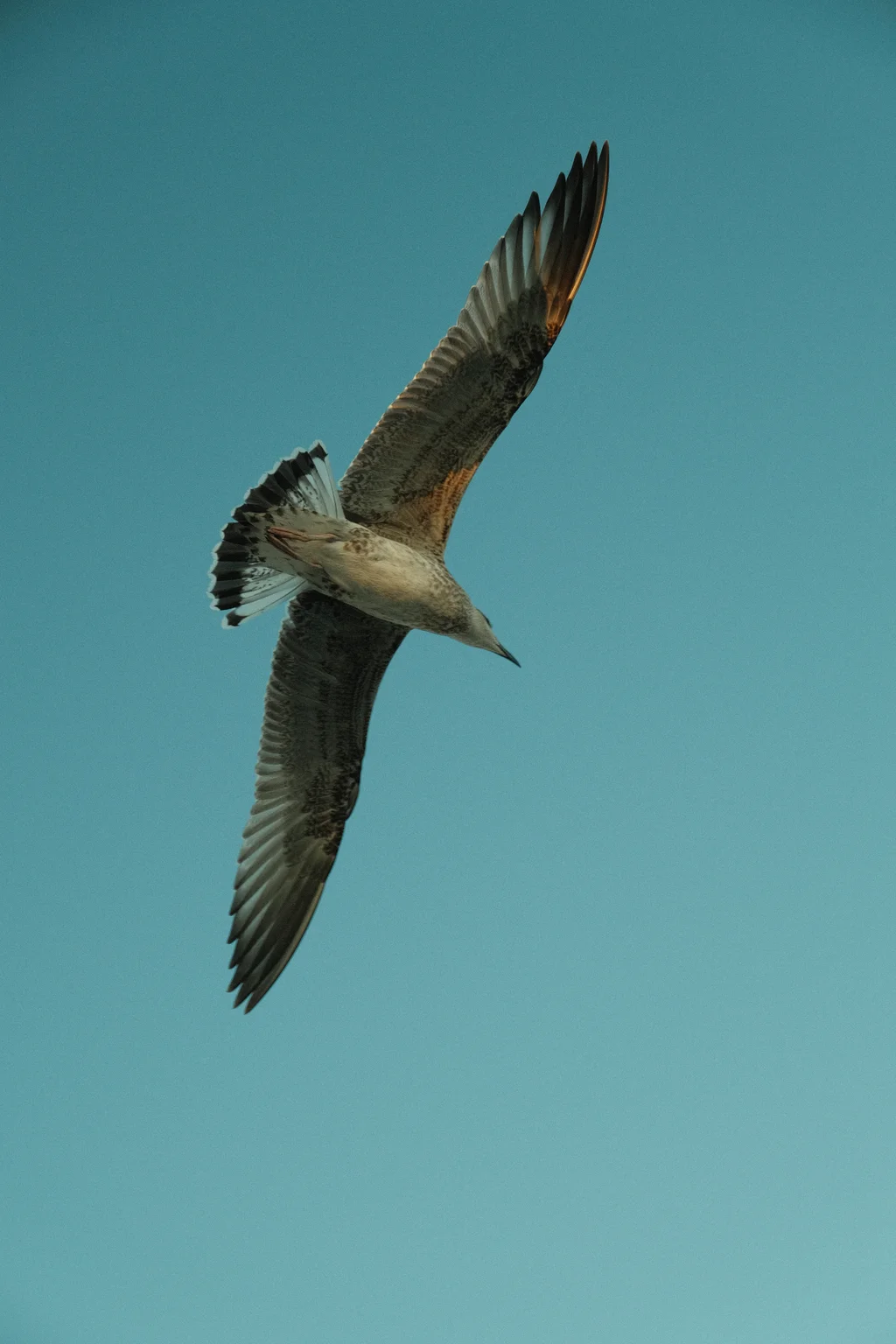 Seagull in Flight