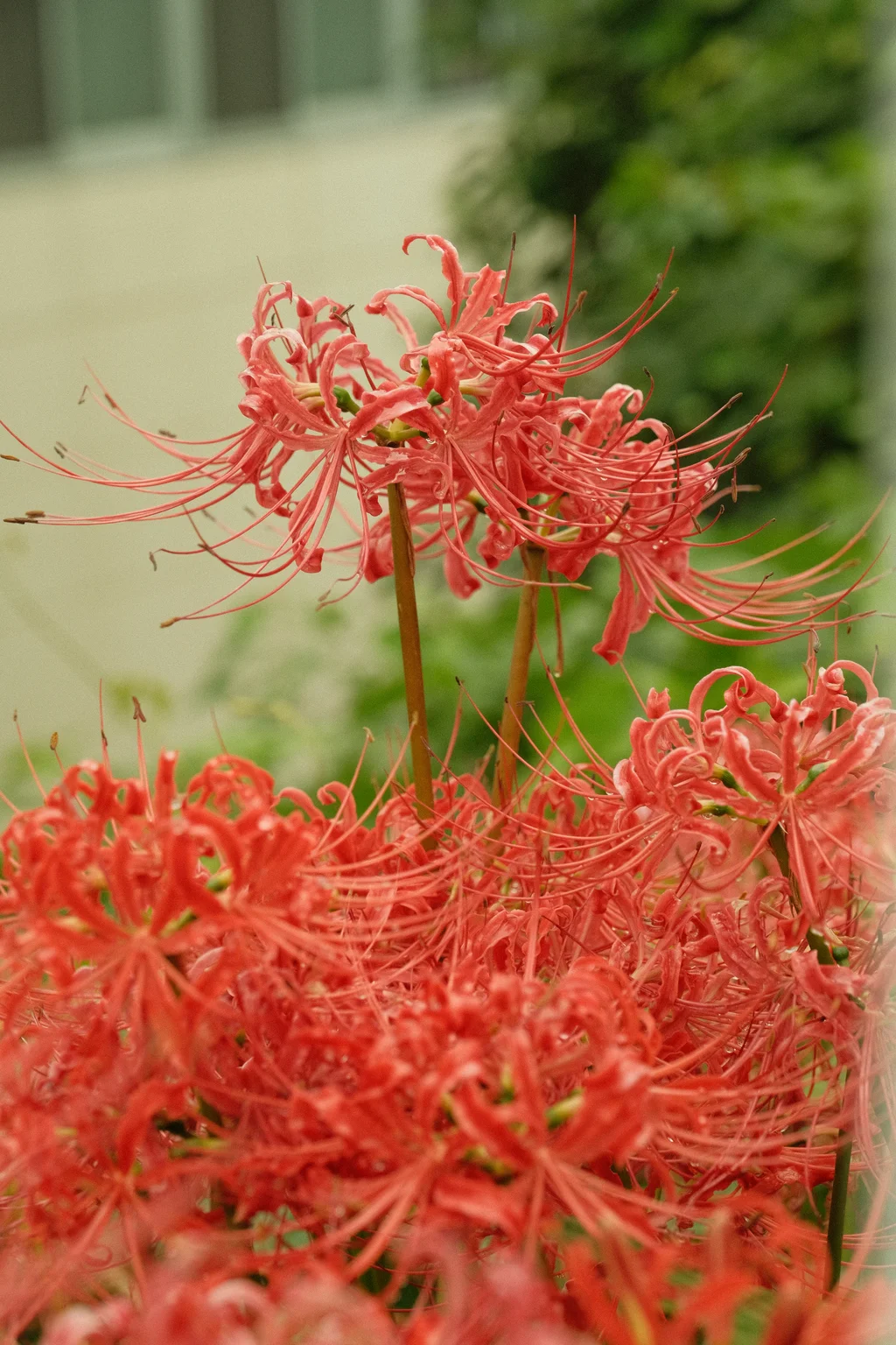 Red Spider Lilies